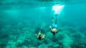 close up of Sea Turtle with snorkelers